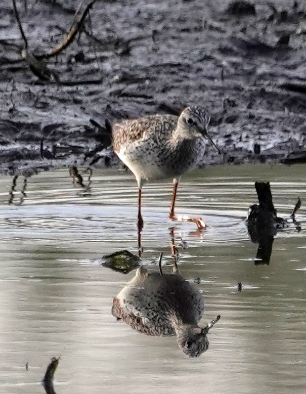 Lesser Yellowlegs - Jeff Hollobaugh