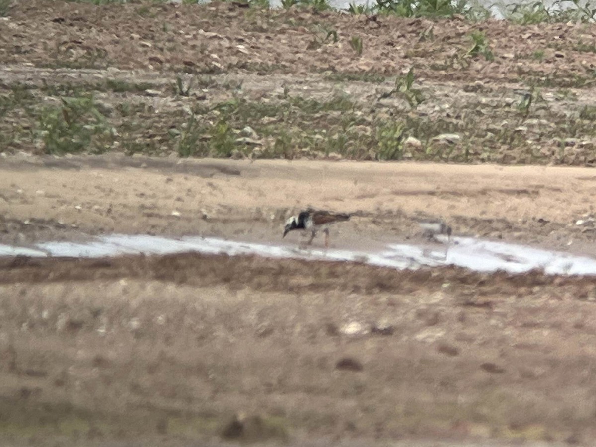 Ruddy Turnstone - ML618933014