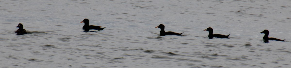 Surf Scoter - Samuel Harris