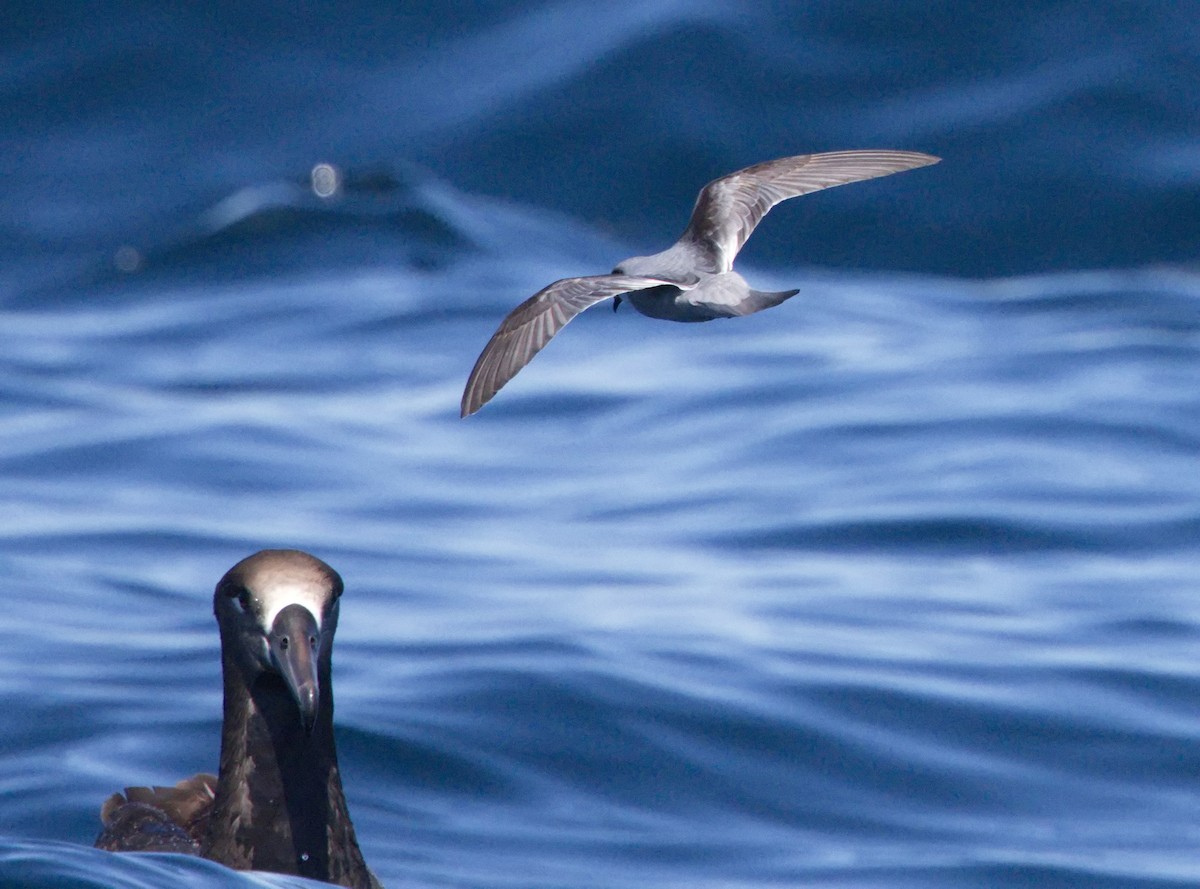 Fork-tailed Storm-Petrel - Tim Bray