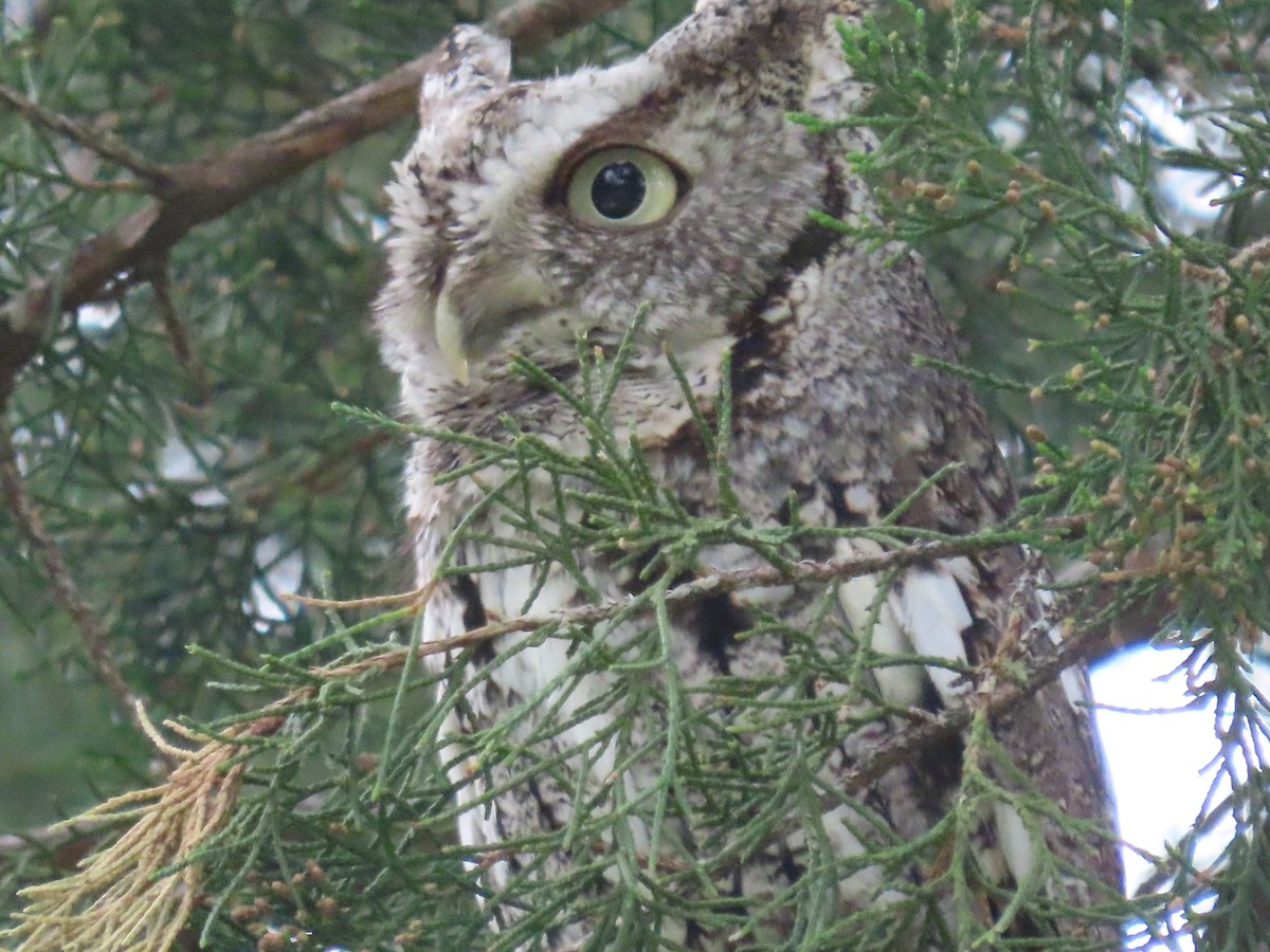 Eastern Screech-Owl - Mike Nelson