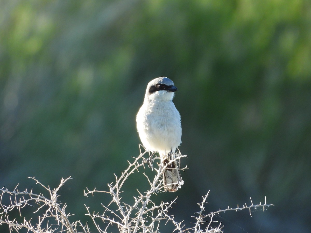 Loggerhead Shrike - Carl Lundblad