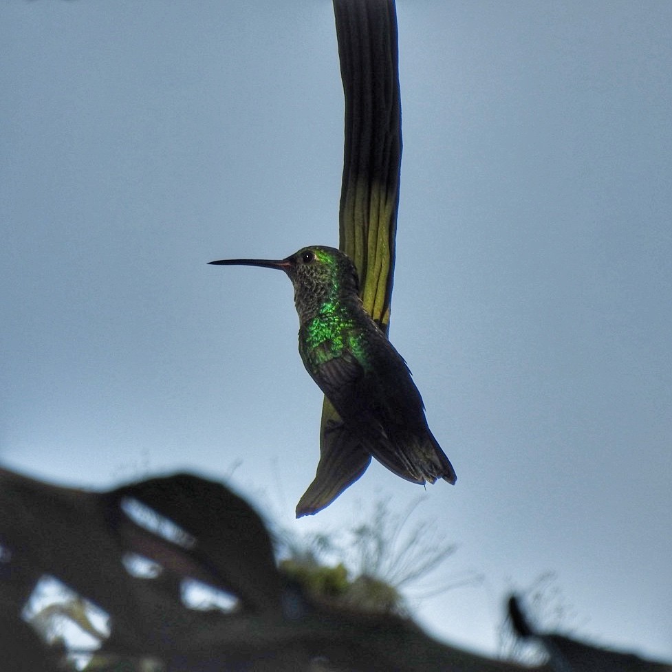 Fork-tailed Woodnymph - Andrea  Hinek