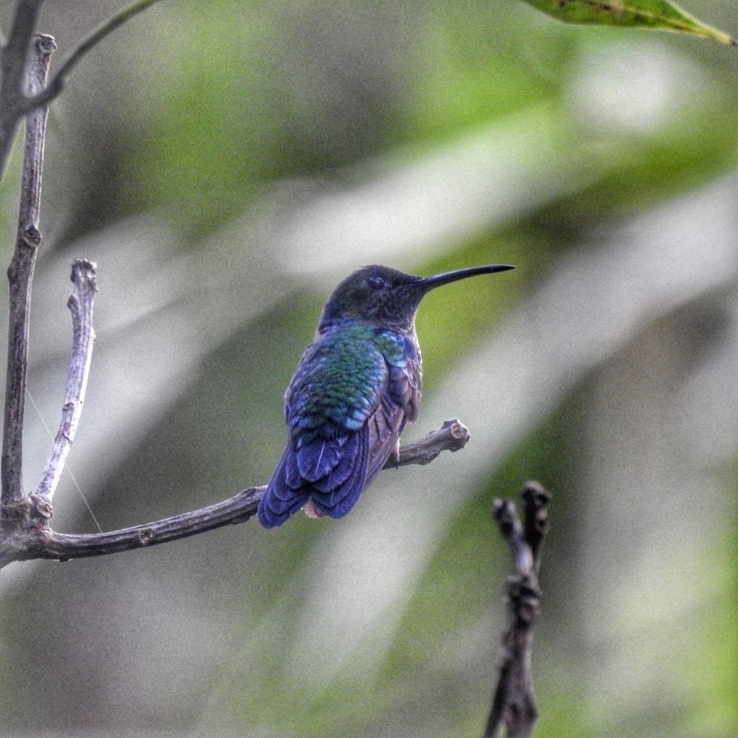 Zafiro Golondrina - ML618933078