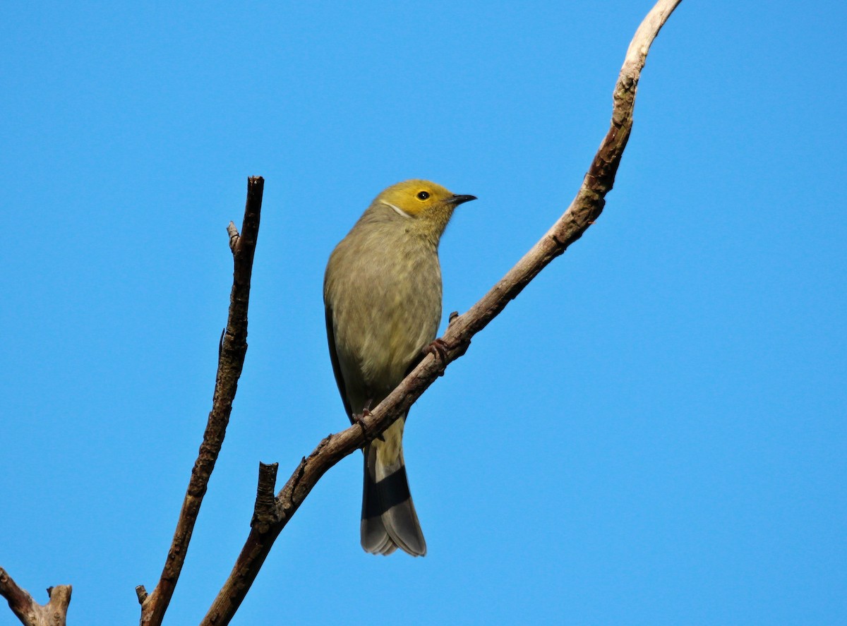 White-plumed Honeyeater - Meg V