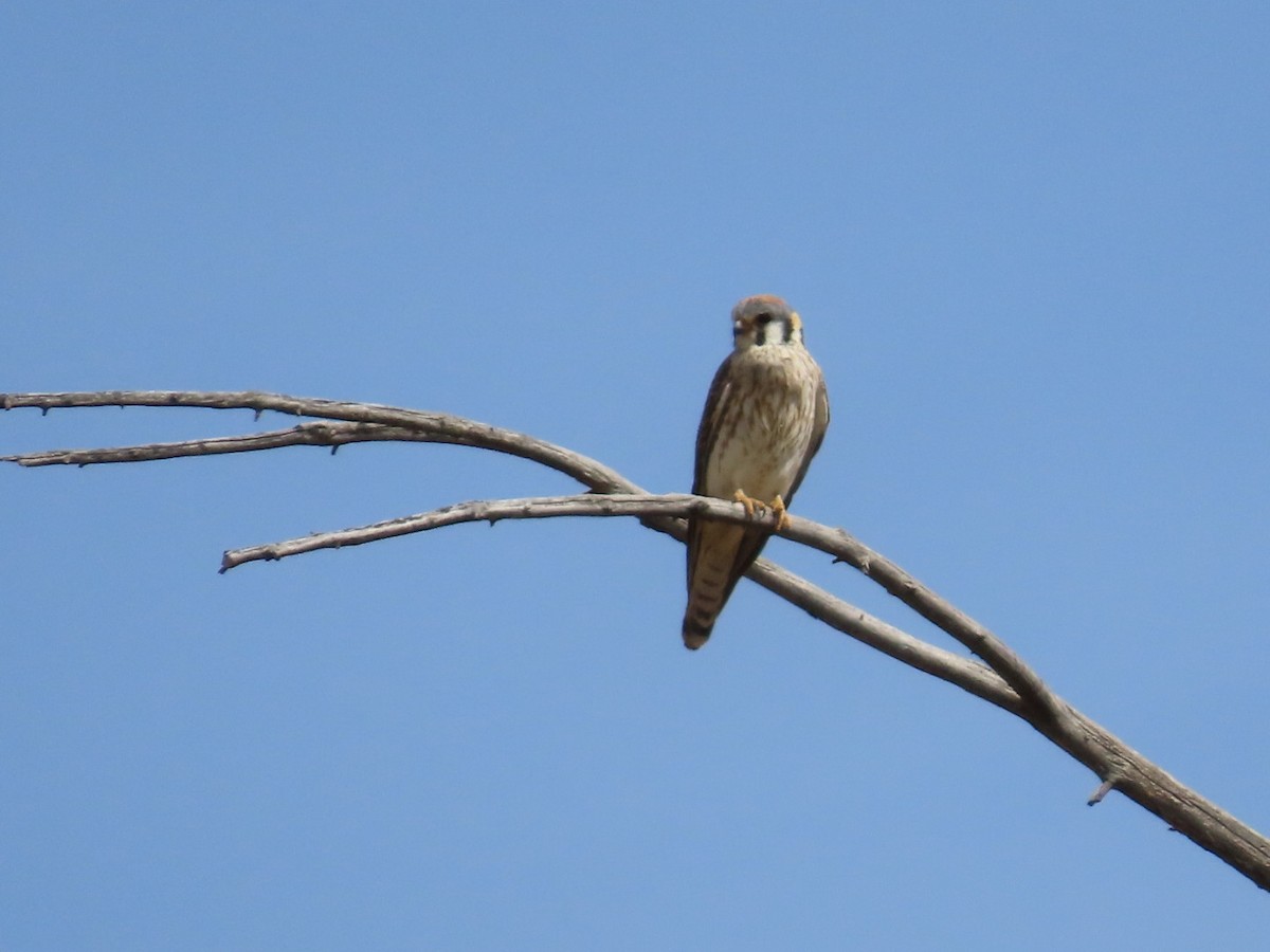 American Kestrel - Robert (Bob) Richards