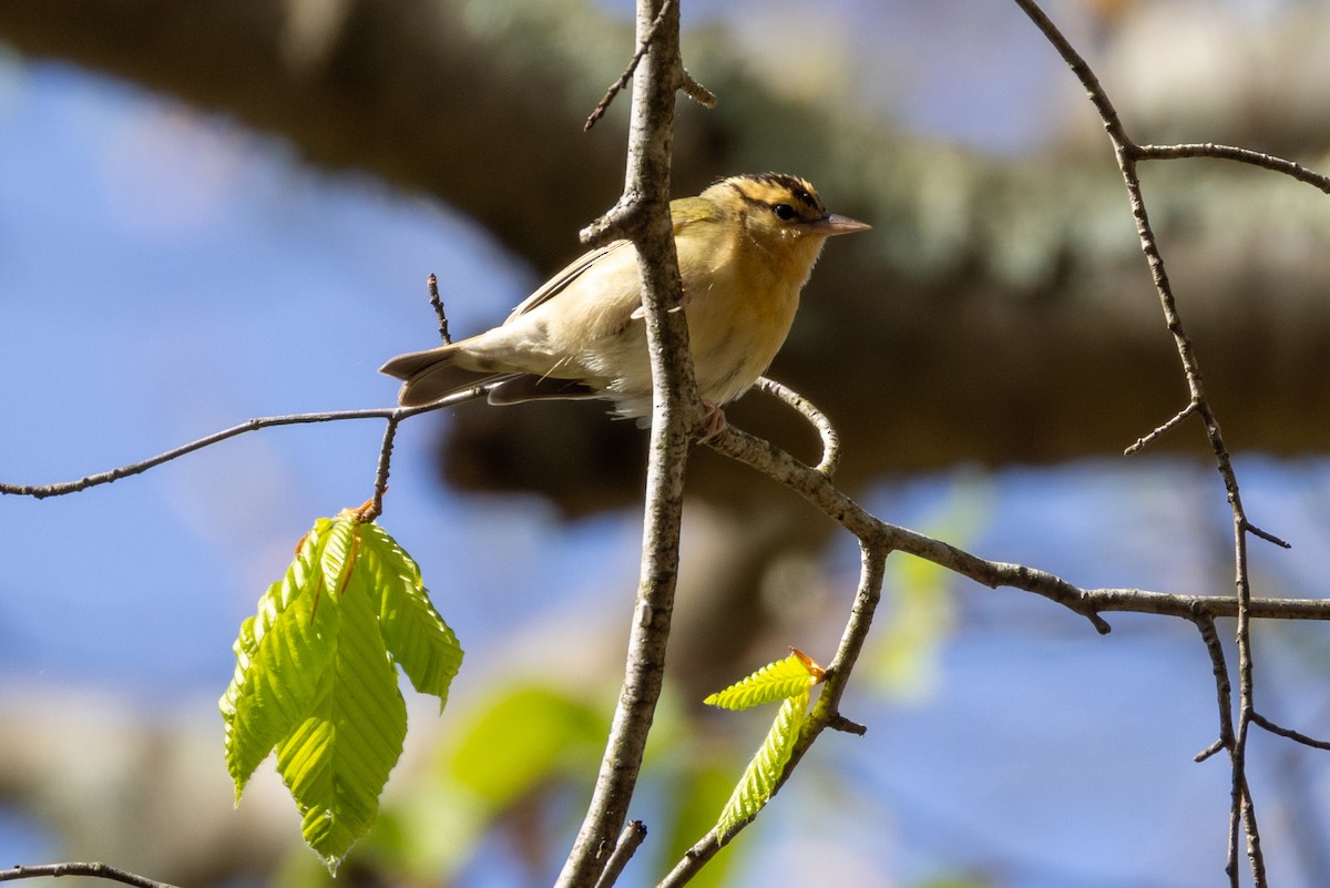 Worm-eating Warbler - L&J Meyer