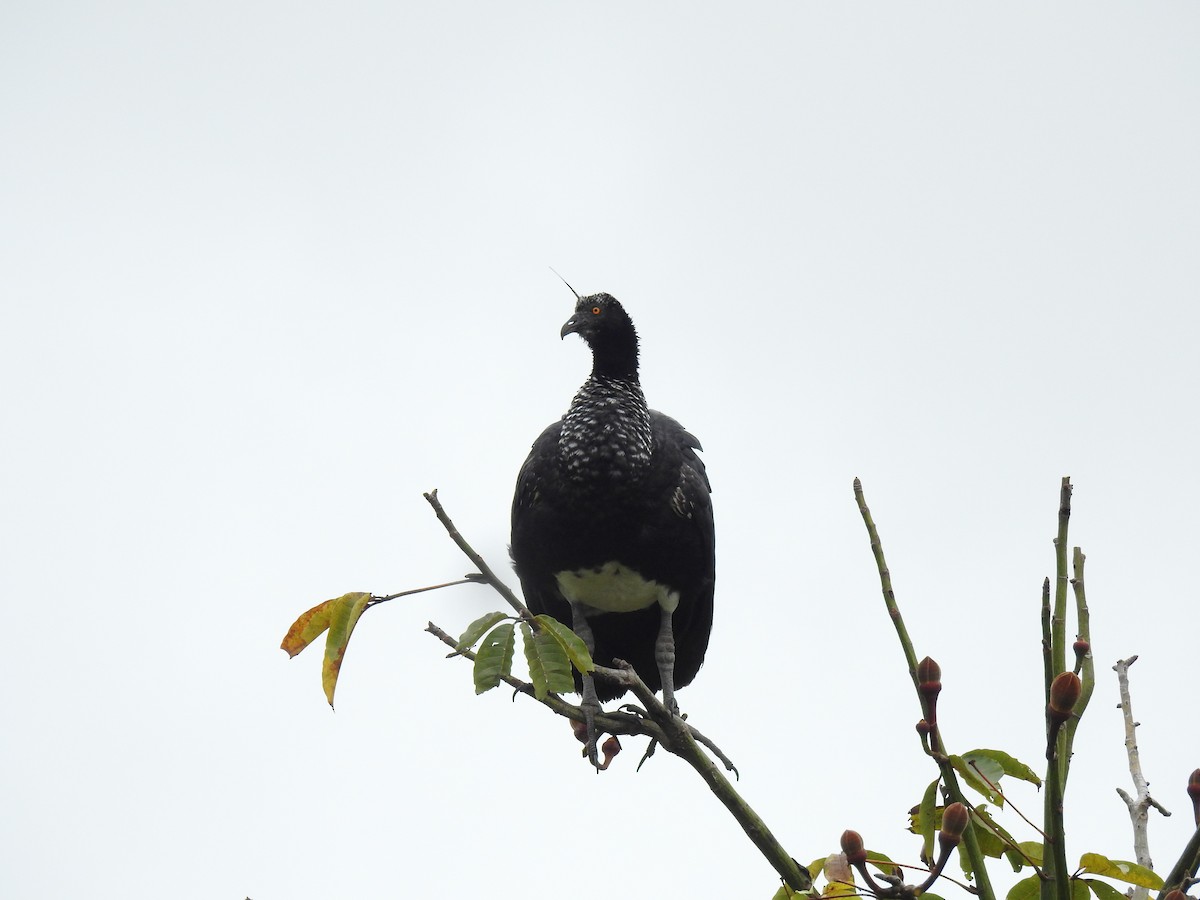 Horned Screamer - Diana Patricia Deaza Curico