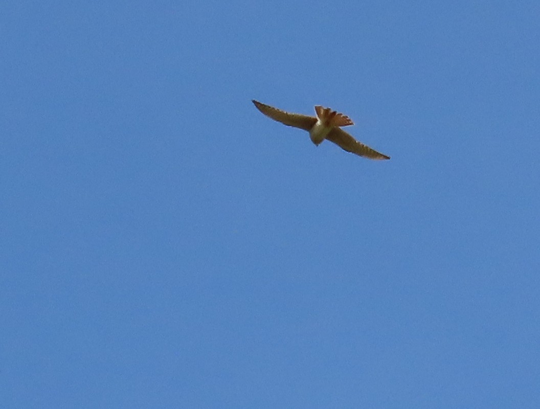 American Kestrel - ML618933103