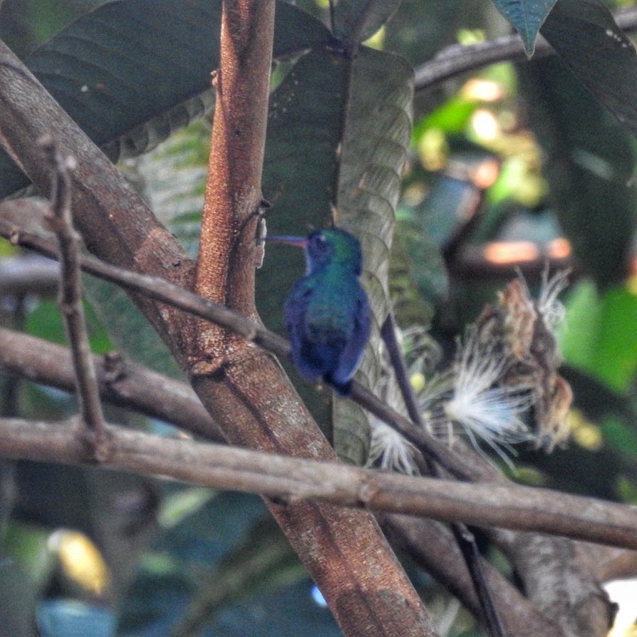 Blue-chinned Sapphire - ML618933115