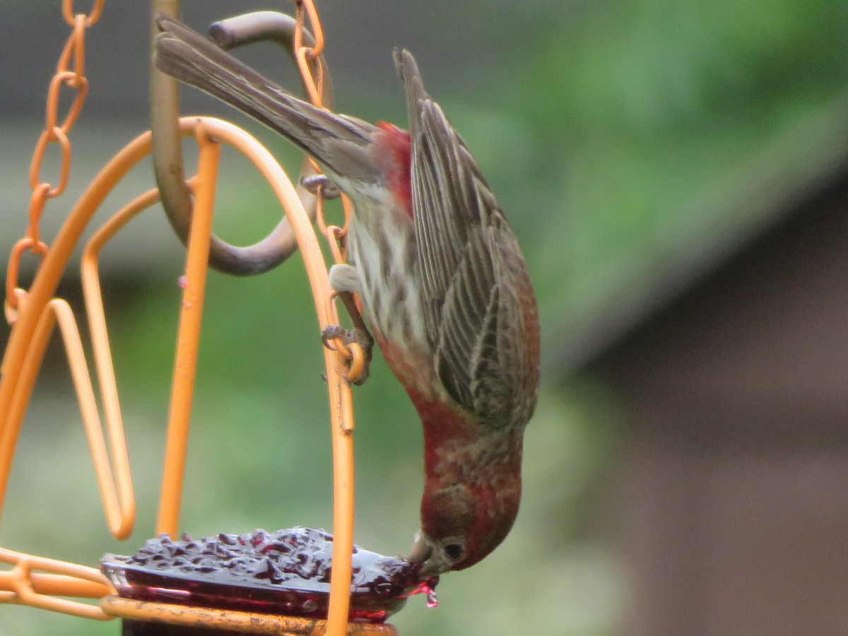 House Finch - ML618933117