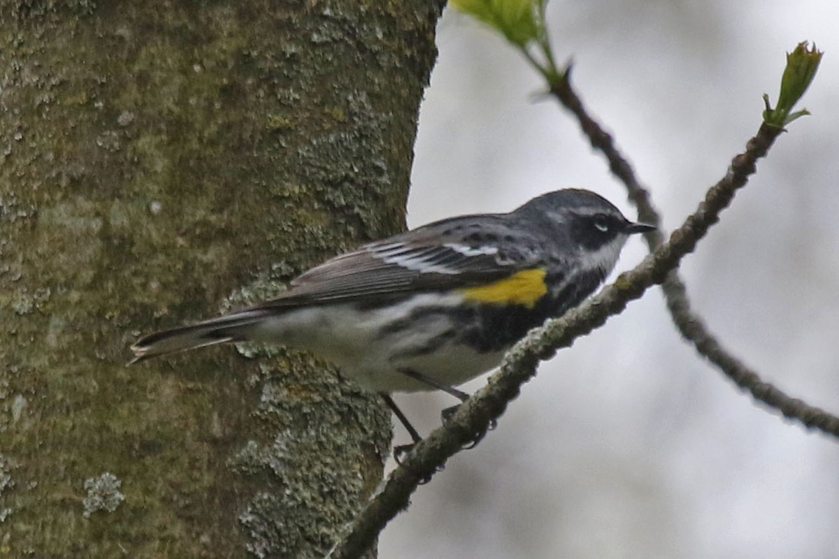 Yellow-rumped Warbler - Joan and/or George Sims