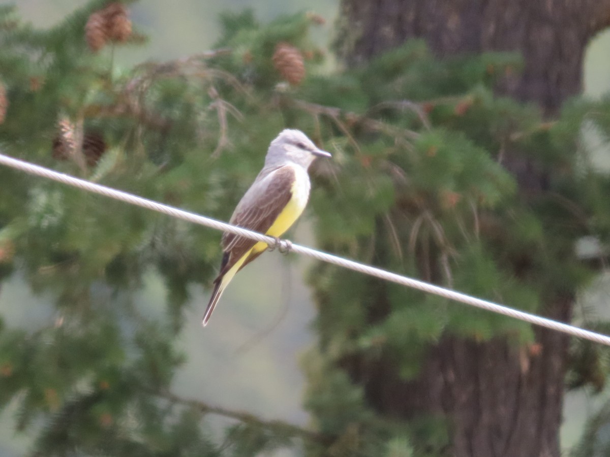 Western Kingbird - ML618933125