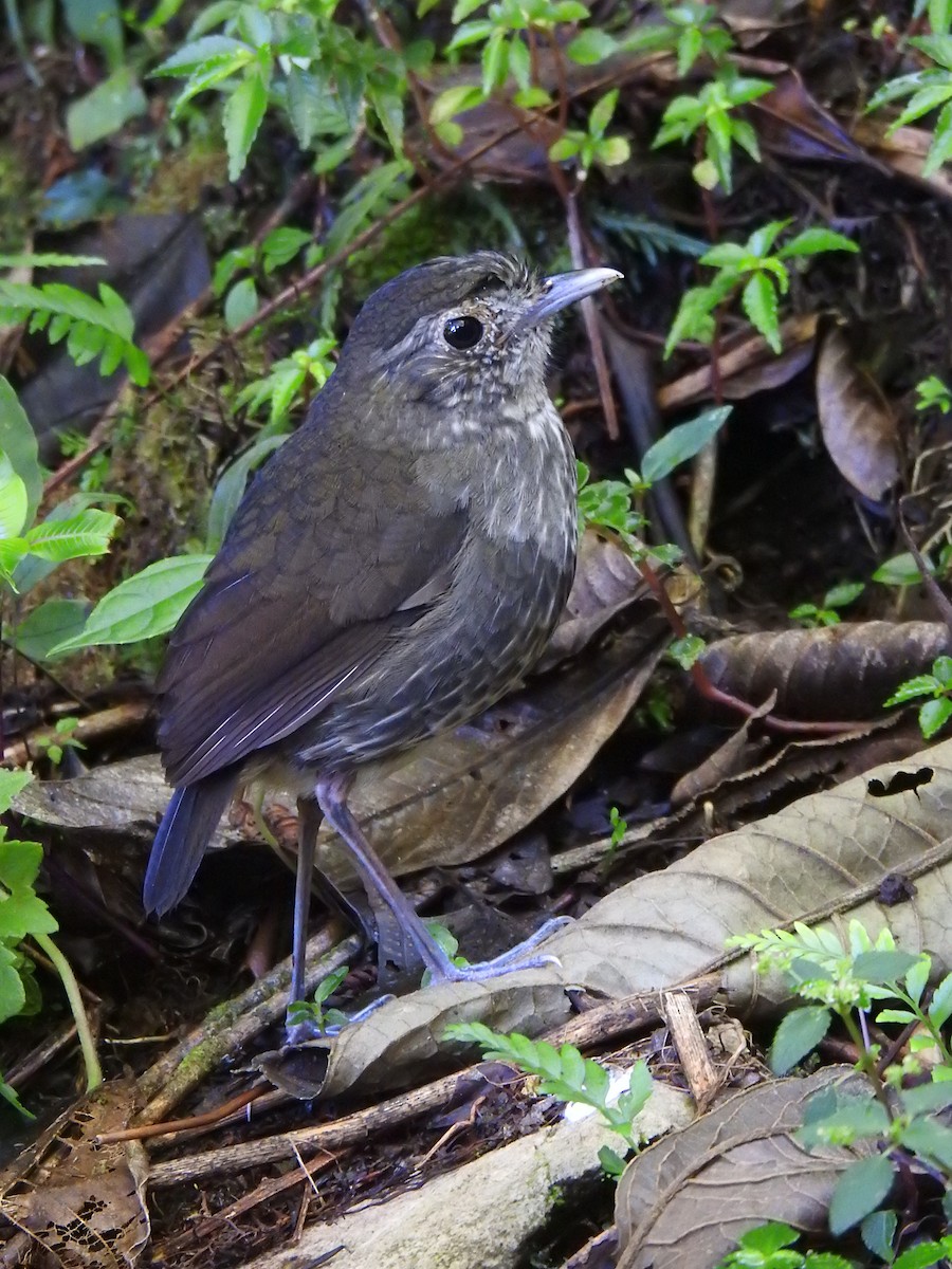 Cundinamarca Antpitta - Jose Cortes