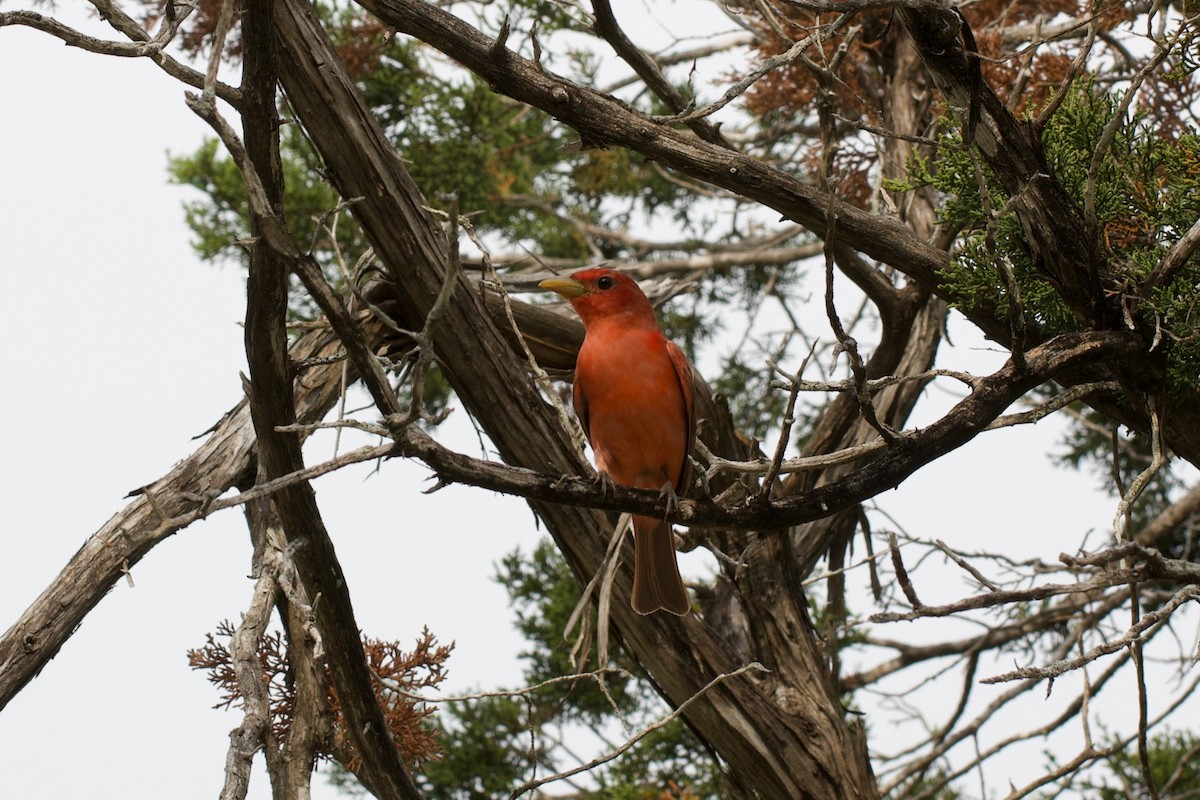 Summer Tanager - Zachary Tonzetich