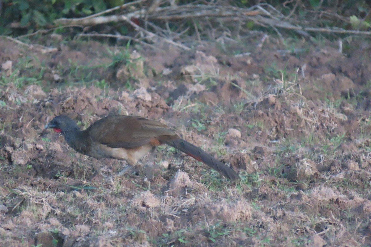 Rufous-vented Chachalaca - ML618933141