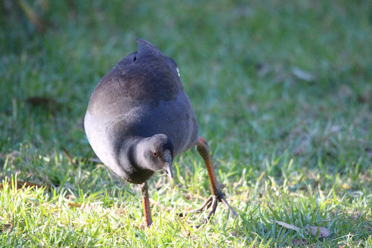 Dusky Moorhen - Meg V