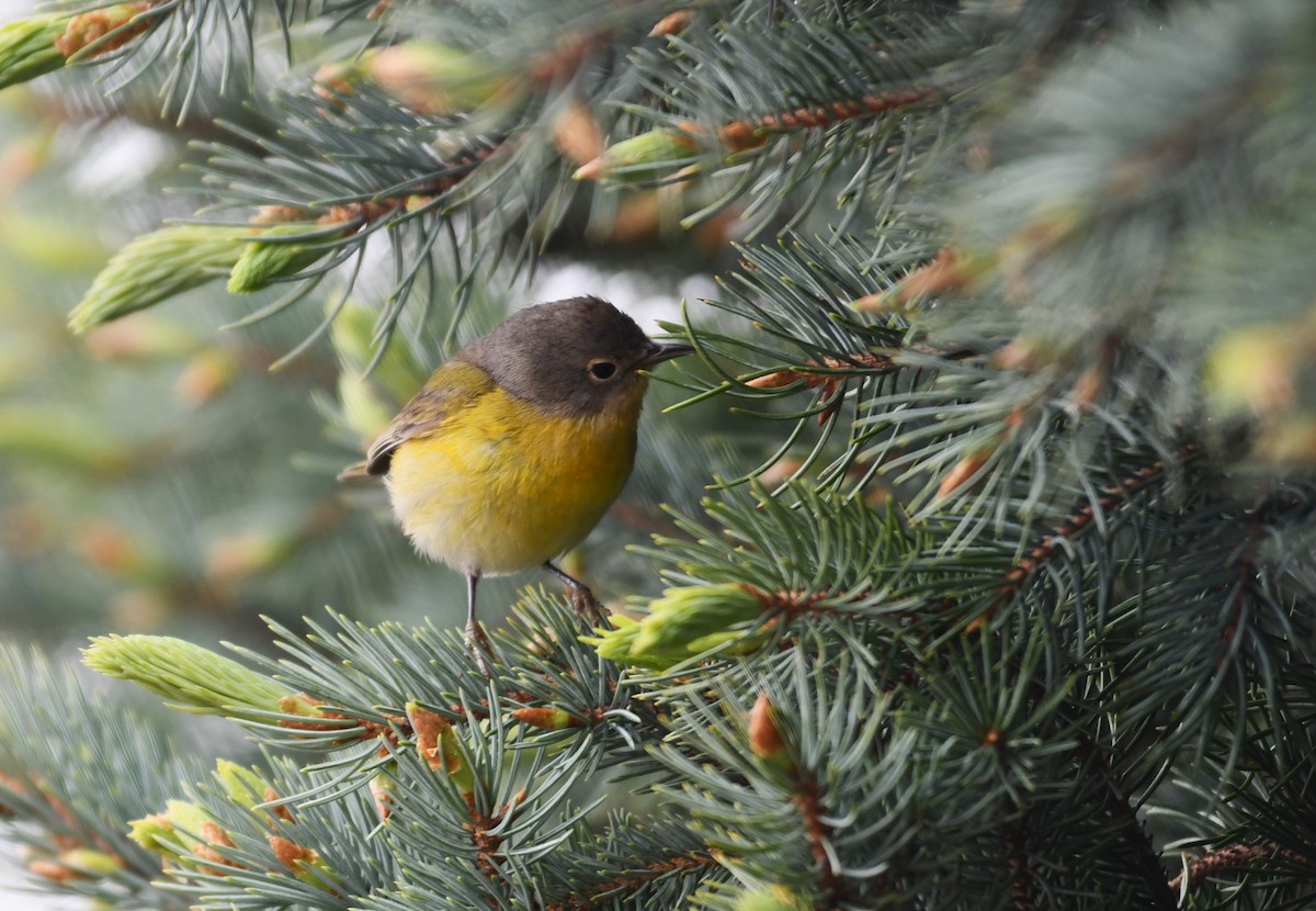 Nashville Warbler - megan mcgarity