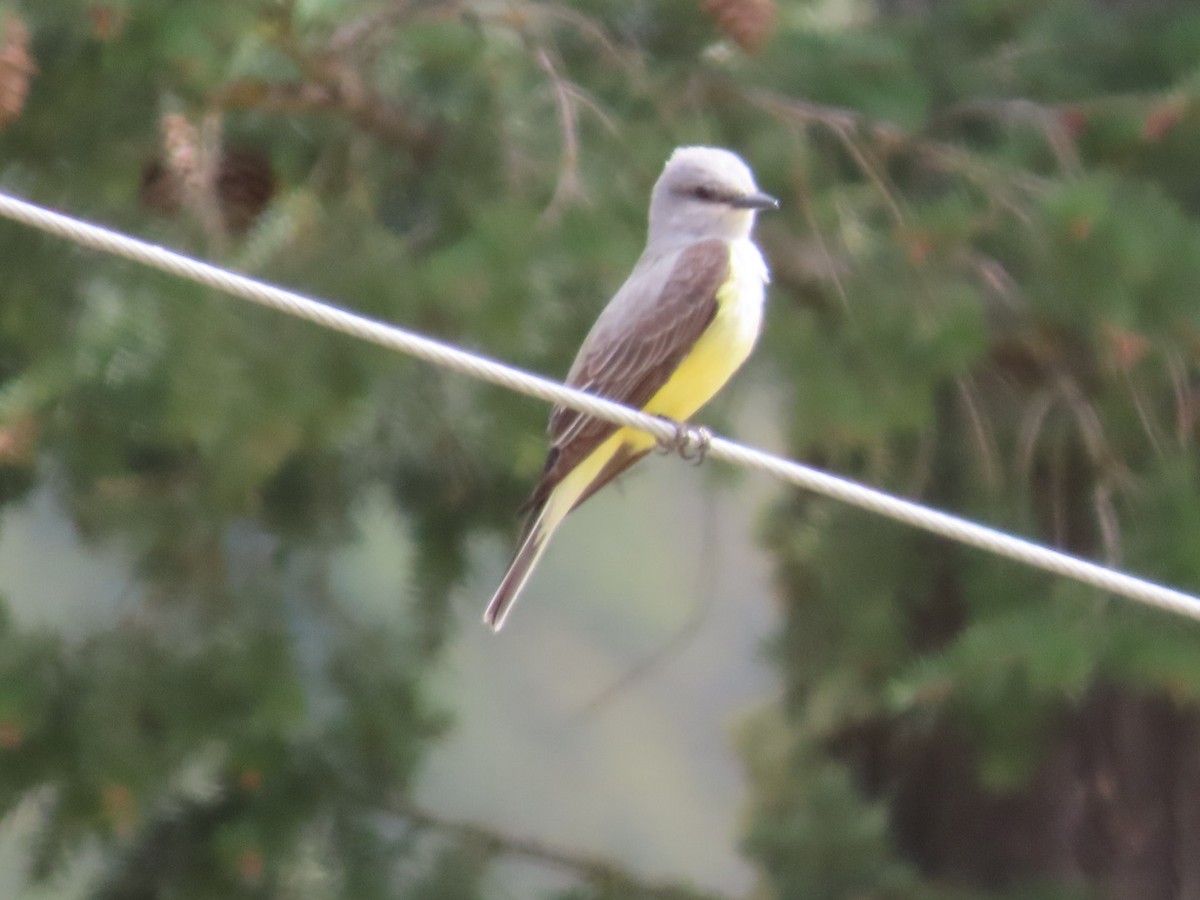 Western Kingbird - ML618933152