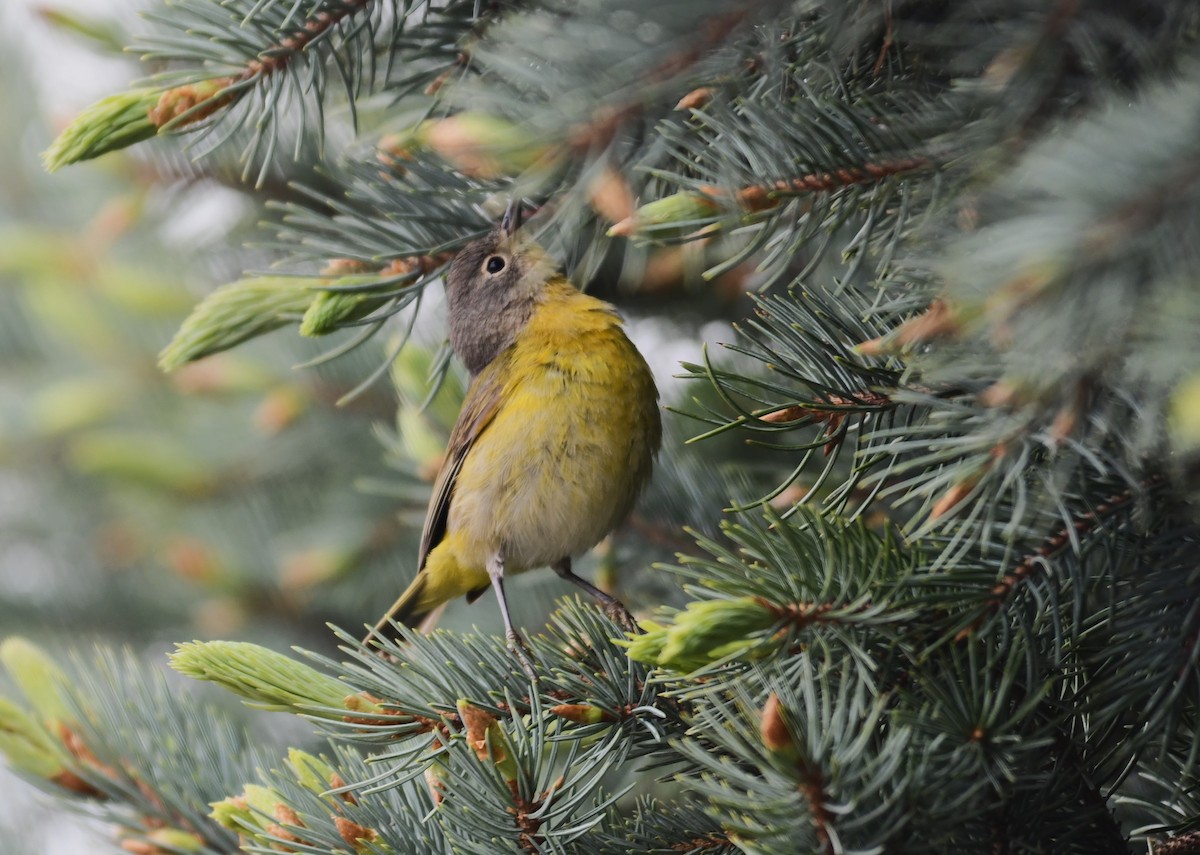 Nashville Warbler - megan mcgarity