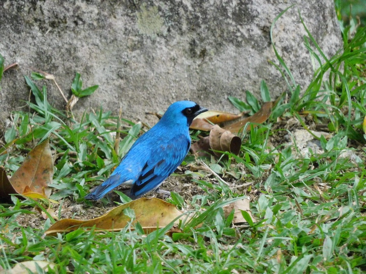 Swallow Tanager - ML618933186