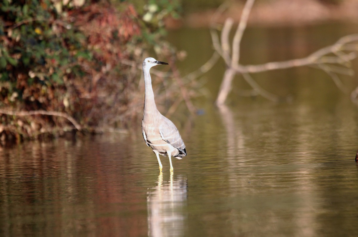 White-faced Heron - Meg V