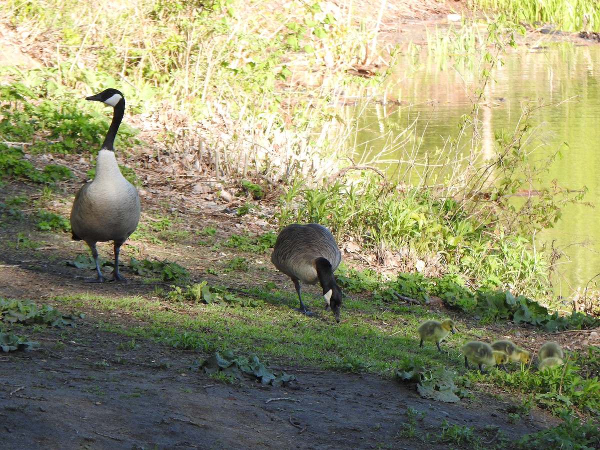 Canada Goose - Liren Varghese