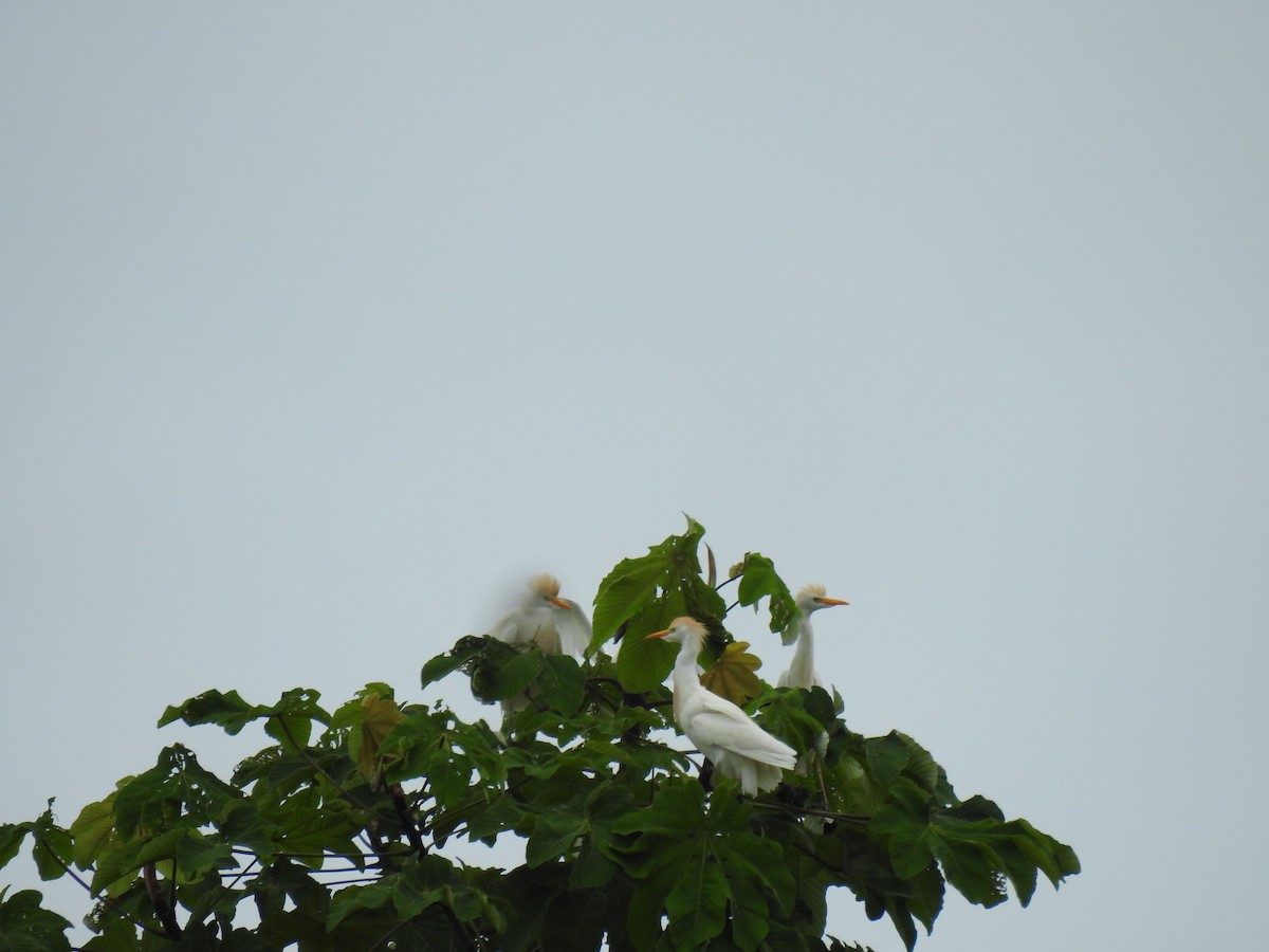 Western Cattle Egret - Diana Patricia Deaza Curico