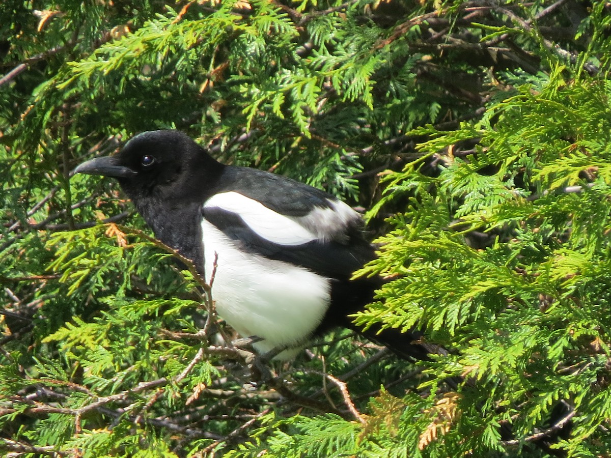 Black-billed Magpie - ML618933220