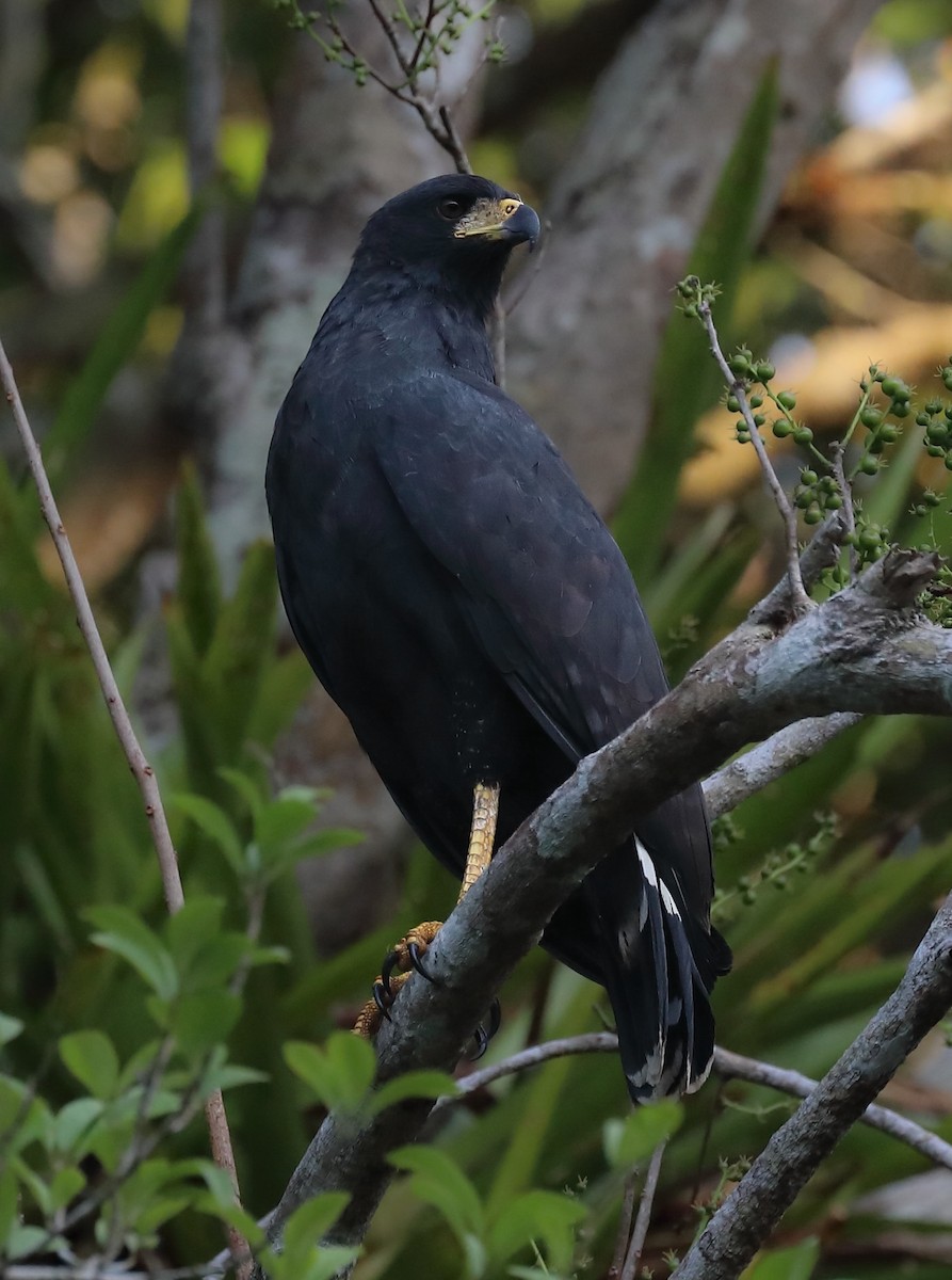 Great Black Hawk - David Ascanio