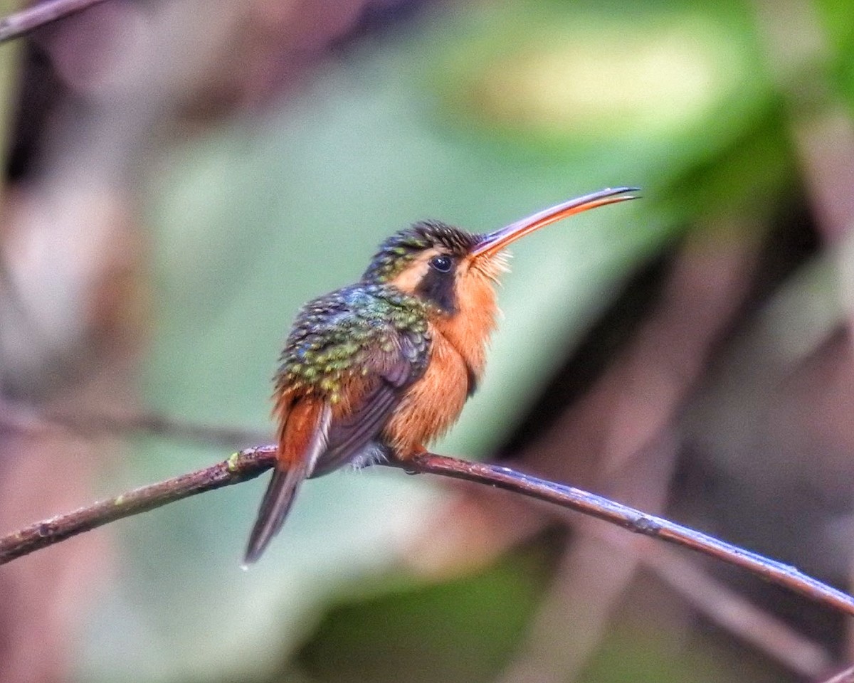 Reddish Hermit - Andrea  Hinek