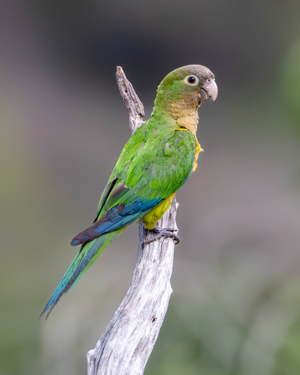 Cactus Parakeet - ML618933271