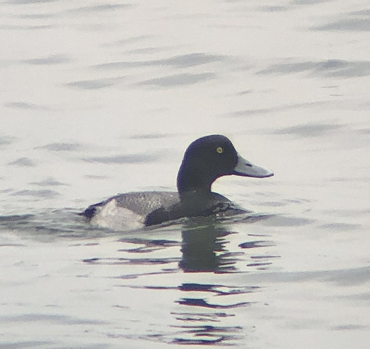 Lesser Scaup - KZ F