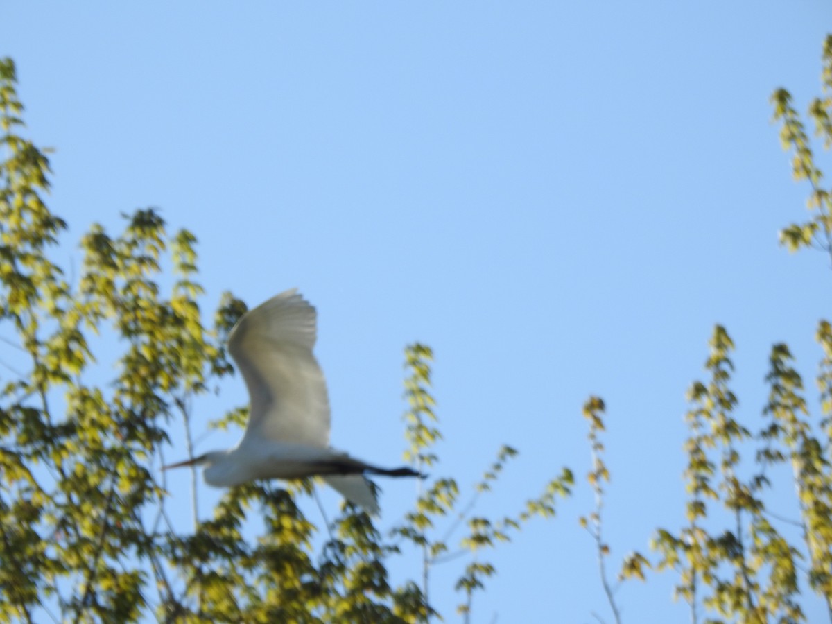 Great Egret - Jacques Bélanger