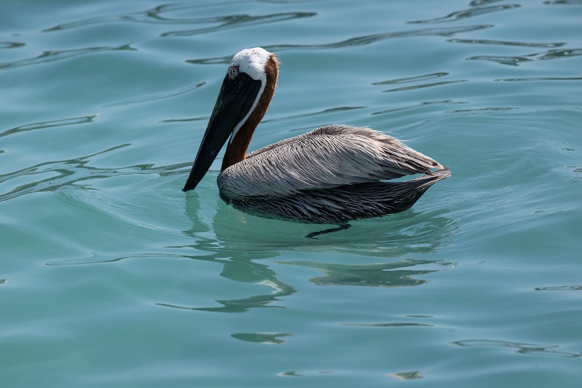 pelikán hnědý - ML618933282