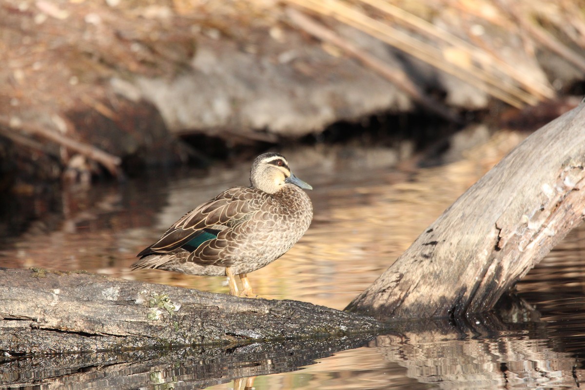 Pacific Black Duck - Meg V