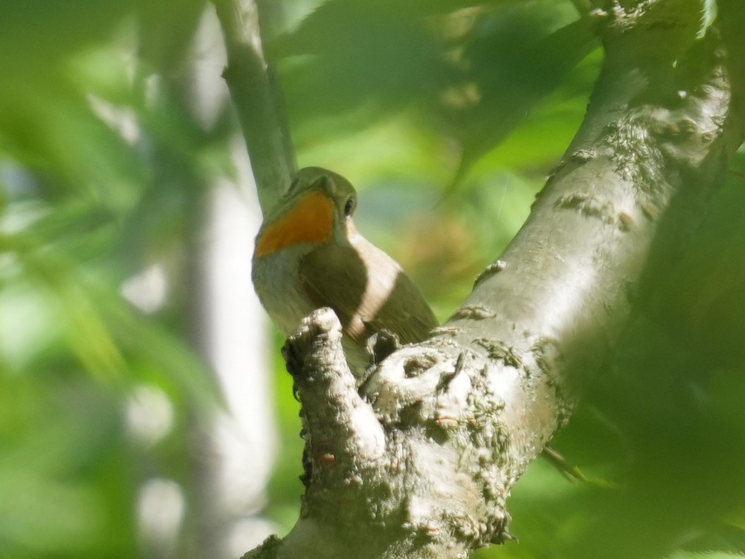 Red-breasted Flycatcher - Frank Chen