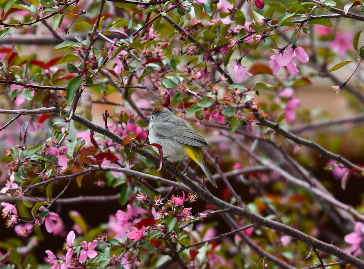 Virginia's Warbler - megan mcgarity