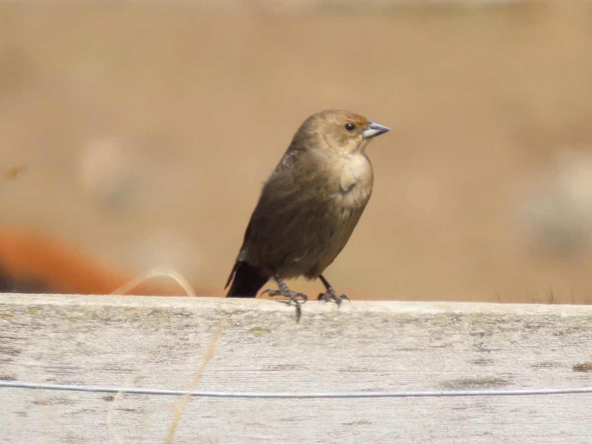 Brown-headed Cowbird - ML618933308