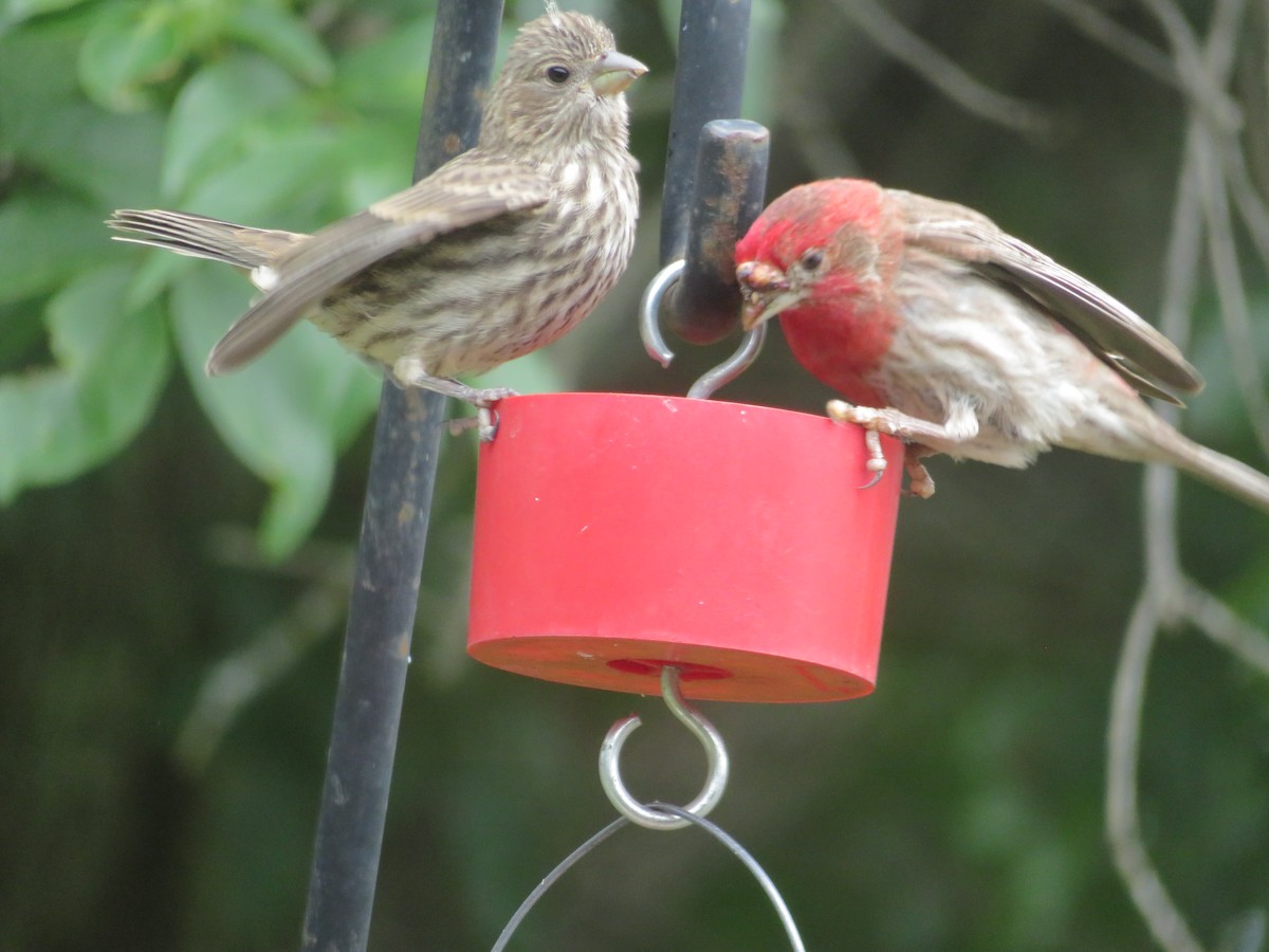 House Finch - Paul Sellin