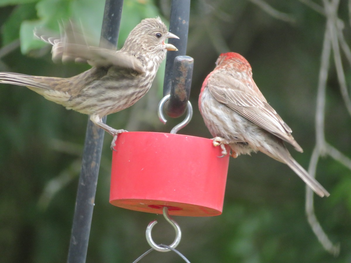 House Finch - Paul Sellin