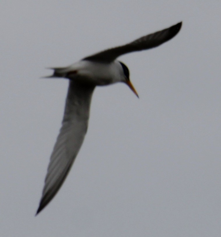 Least Tern - ML618933353