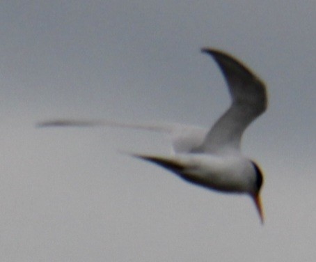 Least Tern - ML618933355