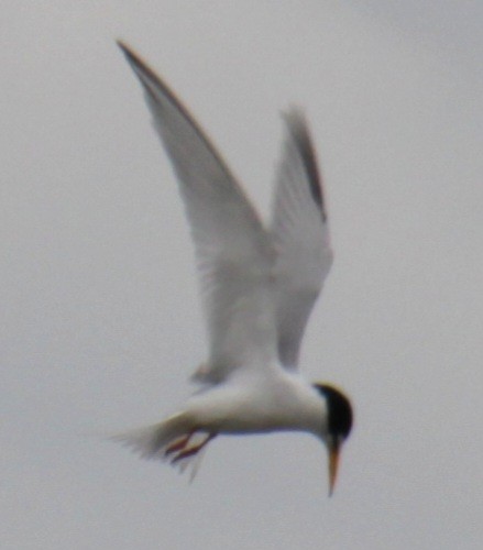 Least Tern - ML618933356