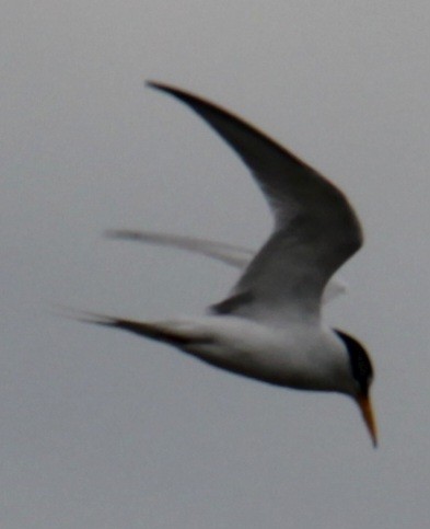 Least Tern - ML618933357