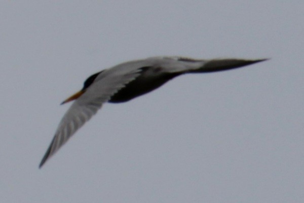 Least Tern - ML618933358