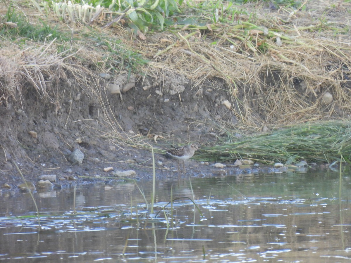 Least Sandpiper - Jay Solanki