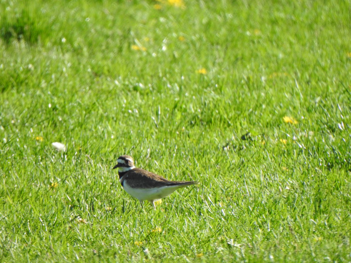 Killdeer - Liren Varghese