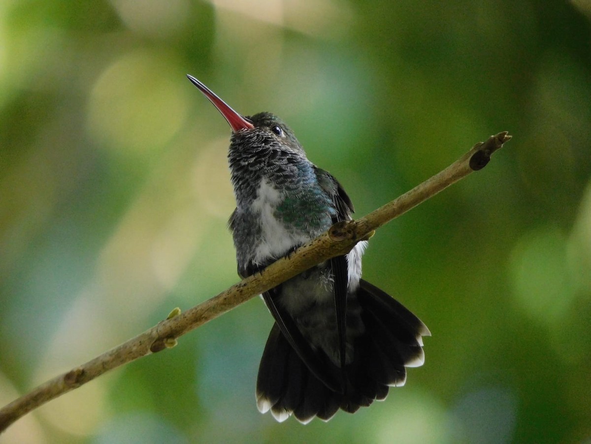 Glittering-throated Emerald - ML618933375