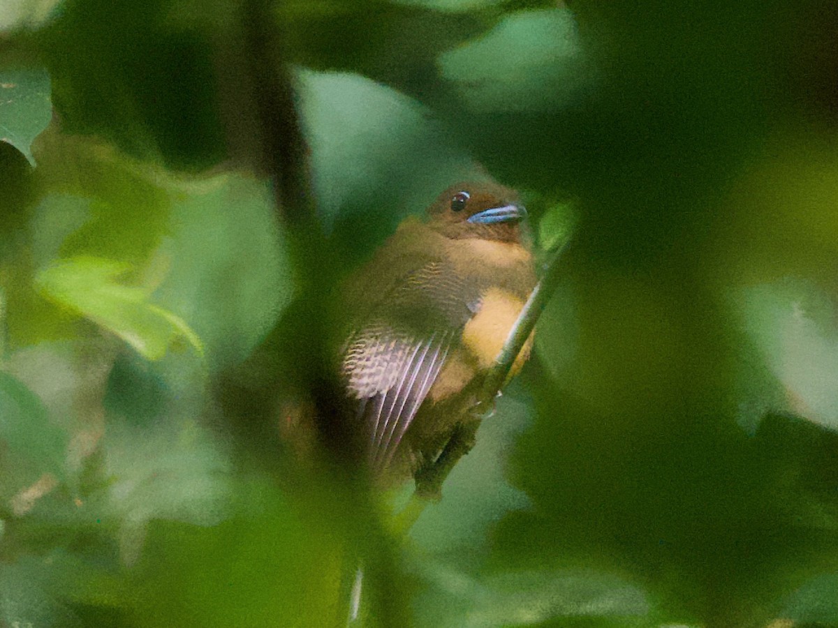 Cinnamon-rumped Trogon - Yingyod  Lapwong